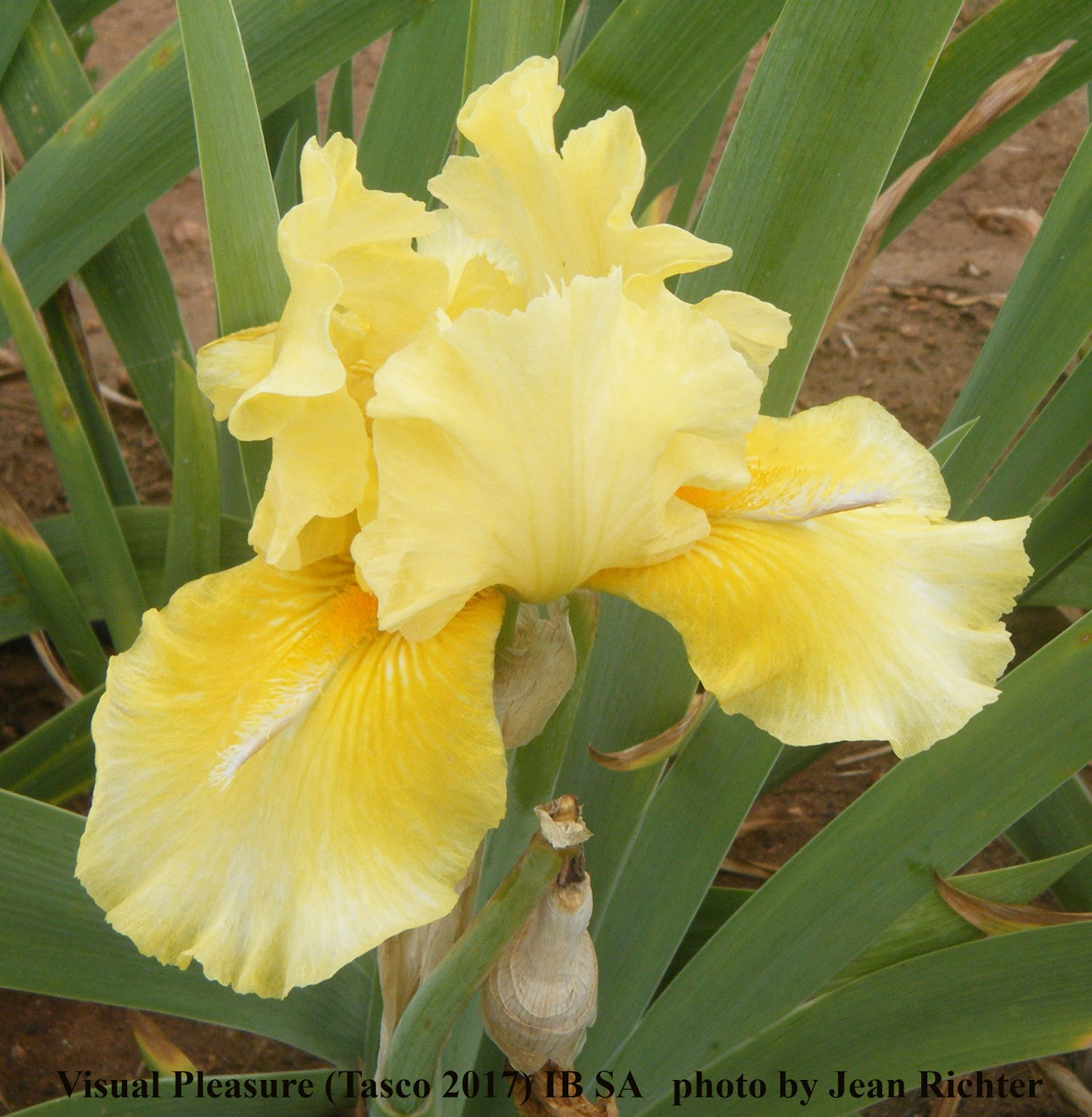 World of Irises Space Age Iris of the Early 21st Century