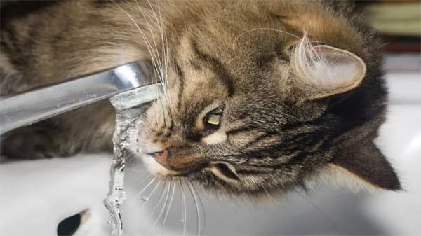 dehydration in cats meaning
