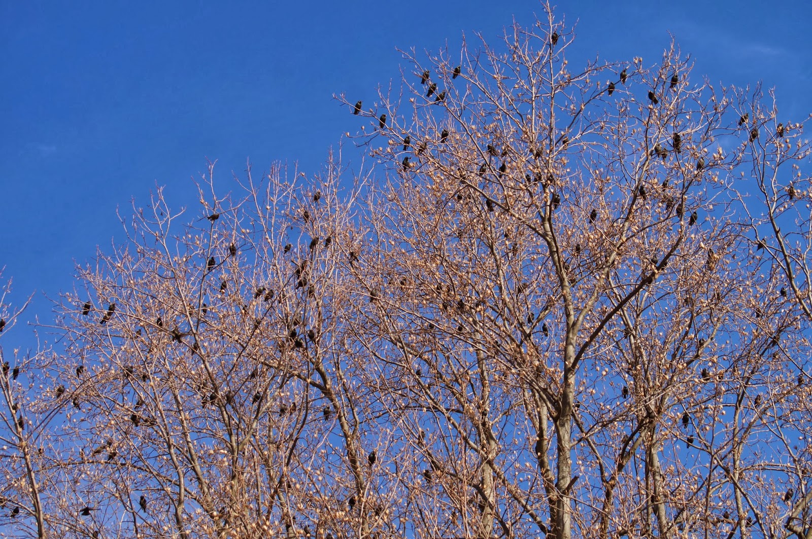 Things with Wings Birding at Mt. Auburn Cemetery
