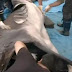 Rare weird-looking shark washes off shore, it is the 66th of its kind