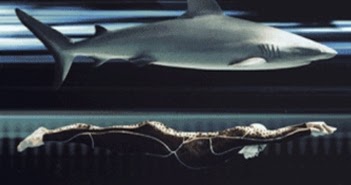 shark skin bathing suit