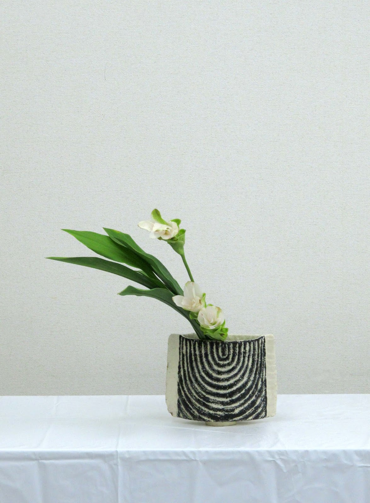 SHINME 新芽 クルクマ Siam Tulip