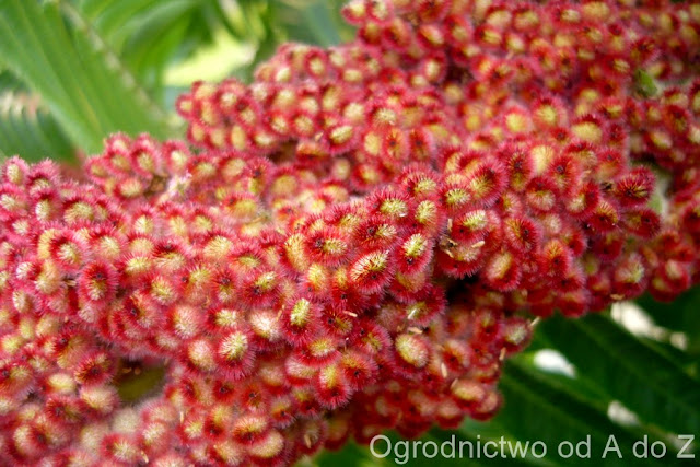 Sumak octowiec- kwiatostan żeński Rhus typhina