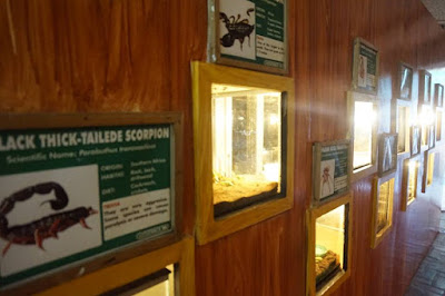 Arachnids and exotic animals in Zoori Zoori Zoo in Tagaytay