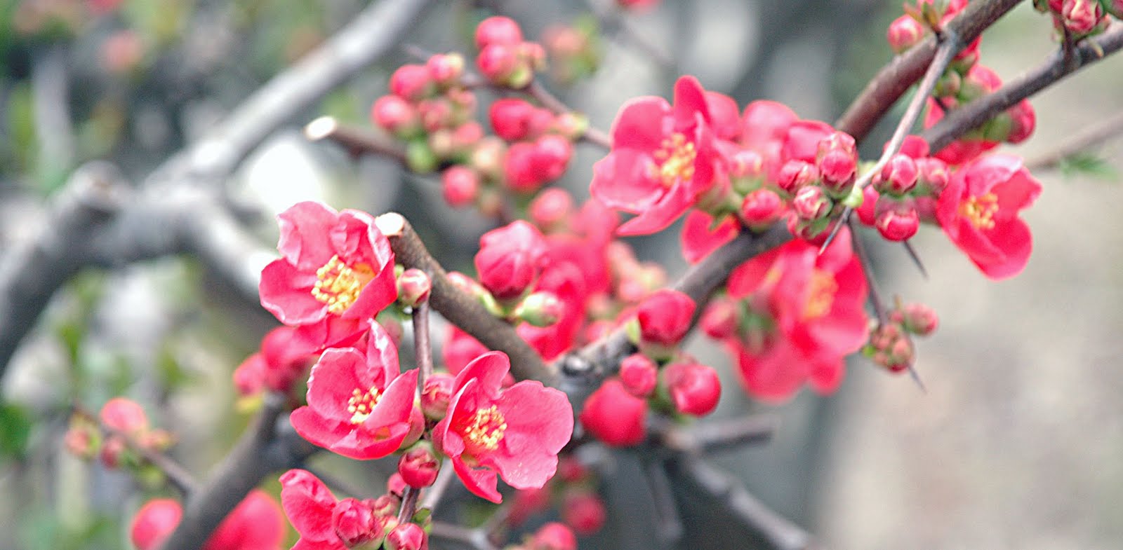 Tulsa Gentleman Ruby Tuesday Japanese Flowering Quince