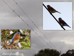 bluebirds squirrel birds happy winter migrate herd fox northern during south weasel looks florida months road range