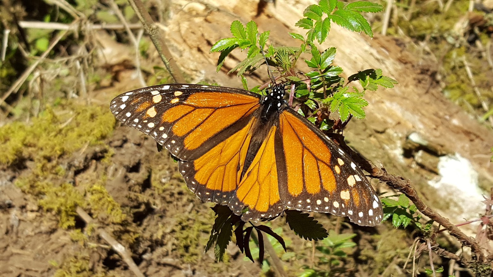 Earth and Space News Endangered Eastern Monarch Butterflies Need Not