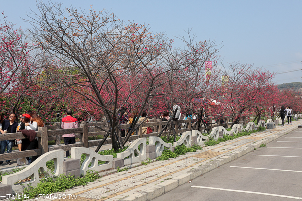 台中后里|2019后里泰安櫻花季2/16-3/3|全台最美泰安派出所|免費賞櫻熱門景點 台中后里|2019后里泰安櫻花季2/16-3/3|全台最美泰安派出所|免費賞櫻熱門景點