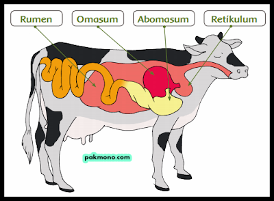 18+ Gambar Perjalanan Makanan Pada Sistem Pencernaan Sapi Pics