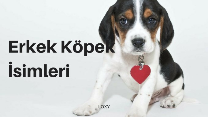 erkek köpek isimleri erkek köpek isimleri
