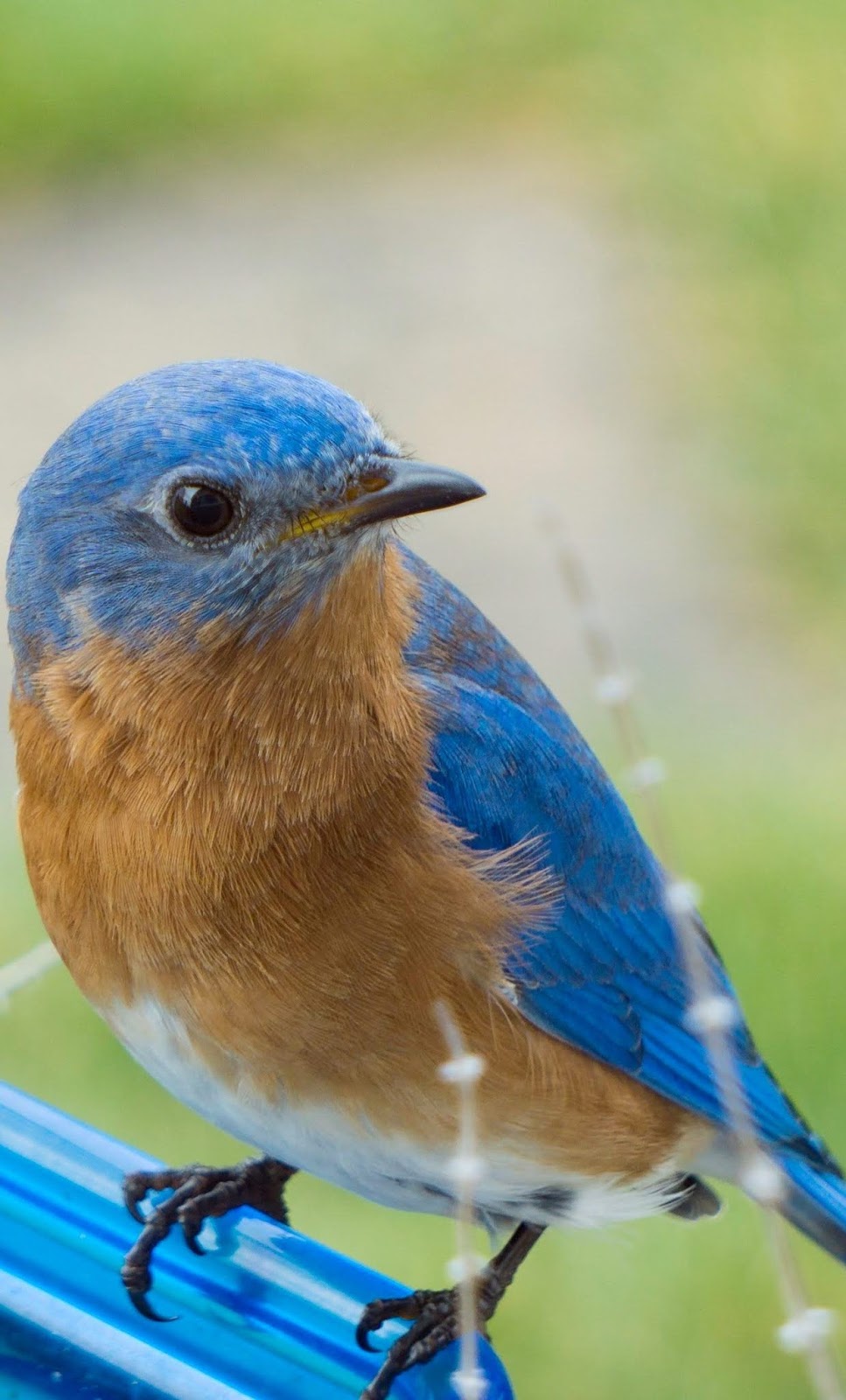 A bluebird up close. A bluebird up close.