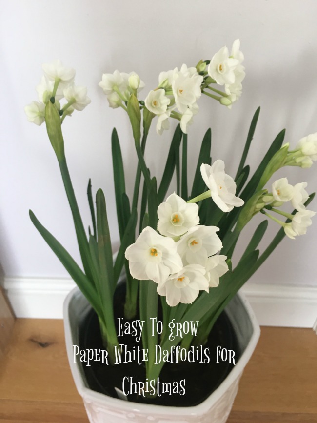 Easy To Grow Paper White Daffodils for Christmas Teddy Bears And