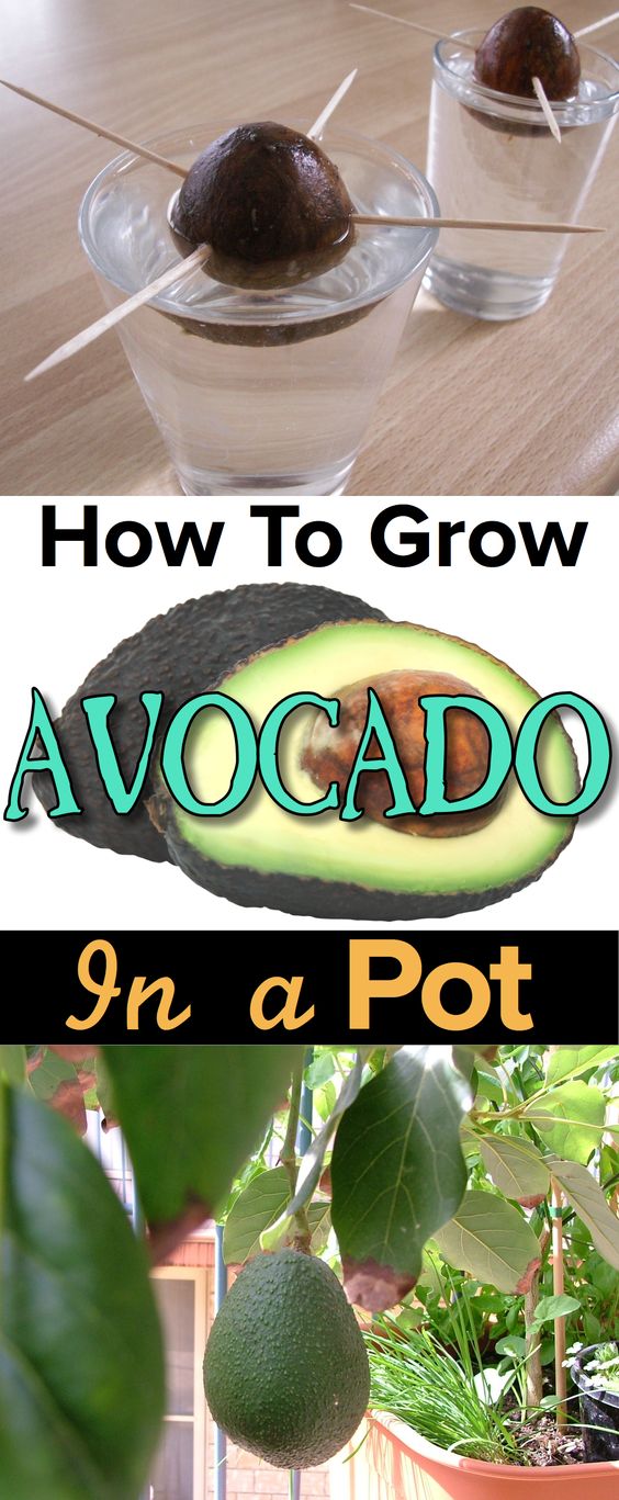 How to Grow Avocado In a Pot, Growing Avocado From Seed Everything