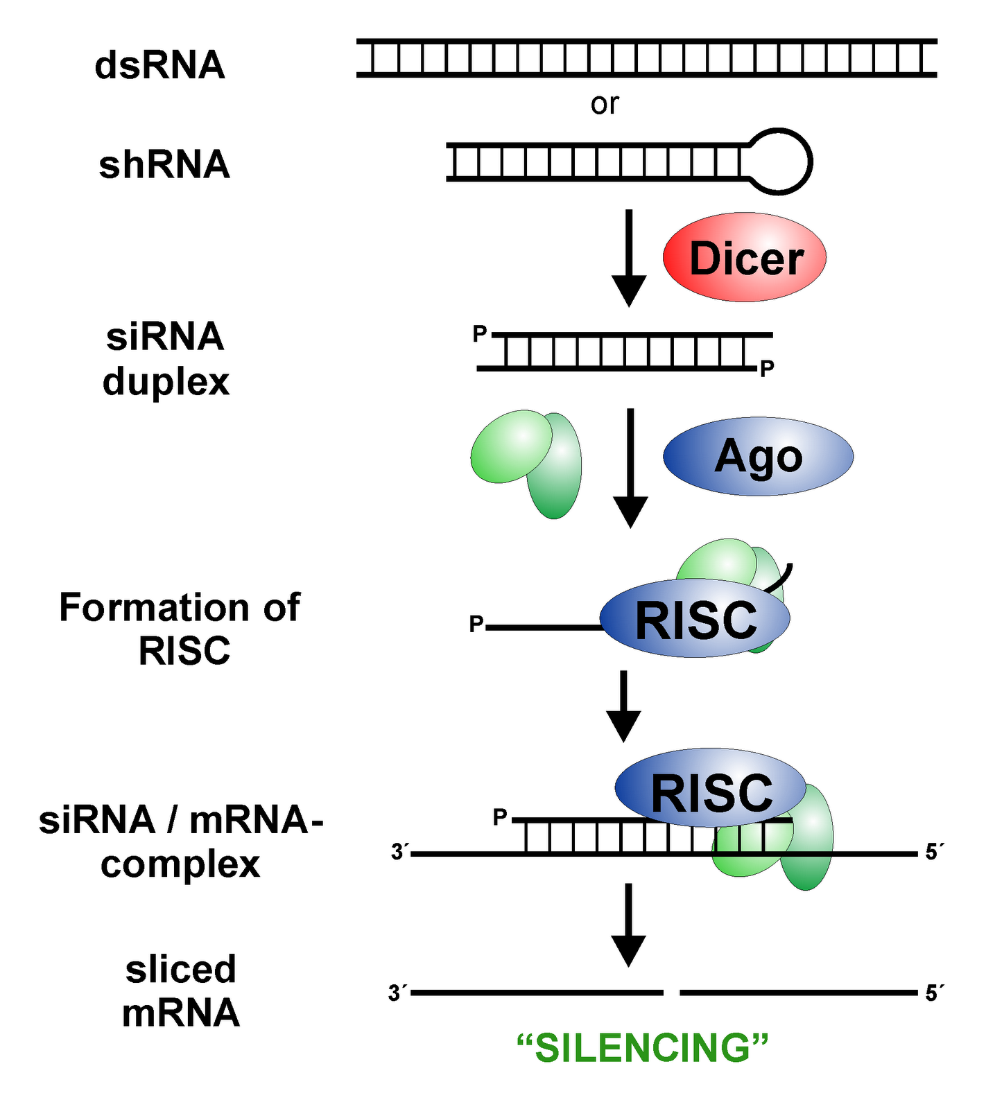 bio-resource-interference-rna-rnai-sirna-transfection-antisense-rna