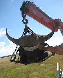 Translocating an African buffalo bull