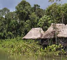 Floresta Tropical Floresta Tropical