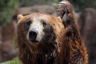 Awetya: Images Dancing brown bear pictures-grizzly bear dance