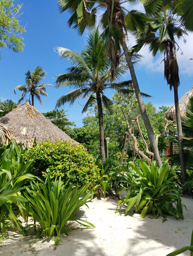Coconut trees and sandy beaches and vegetation