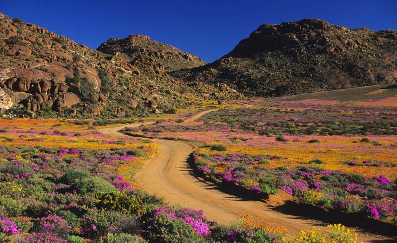 Road through flowers, Geogap Nature Reserve, Namaqualand, Northern Cape Province, South Africa
