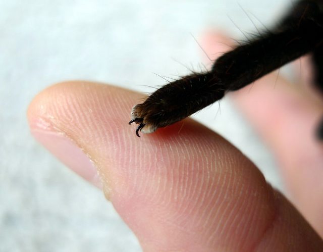 Turns Out, Spiders Have Tiny Paws, And It May Change The Way You Look At Them Turns Out, Spiders Have Tiny Paws, And It May Change The Way You Look At Them