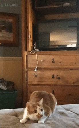 Funny cats - part 212, best cat gifs, cat funny gif, adorable cats