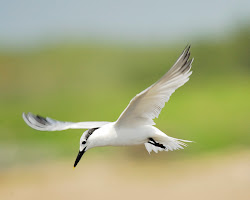 bird flying birds animal flight animals tern seeds such omnivorous generally nearly often anything eating