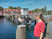 In Eckernförde am Hafen - mit Sturmmöwe