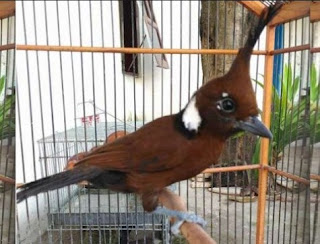 Ciri Ciri Dan Perbedaan Burung Cililin Jantan Betina Paling Akurat Kicau Mania