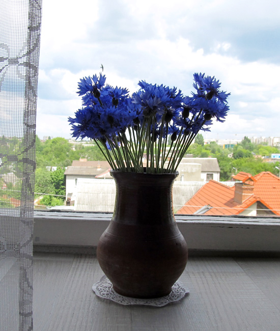 Cornflowers, васильки