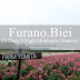 Hokkaido Itinerary - Furnao & Biei (Gorgeous Flower field & The Blue Pond)