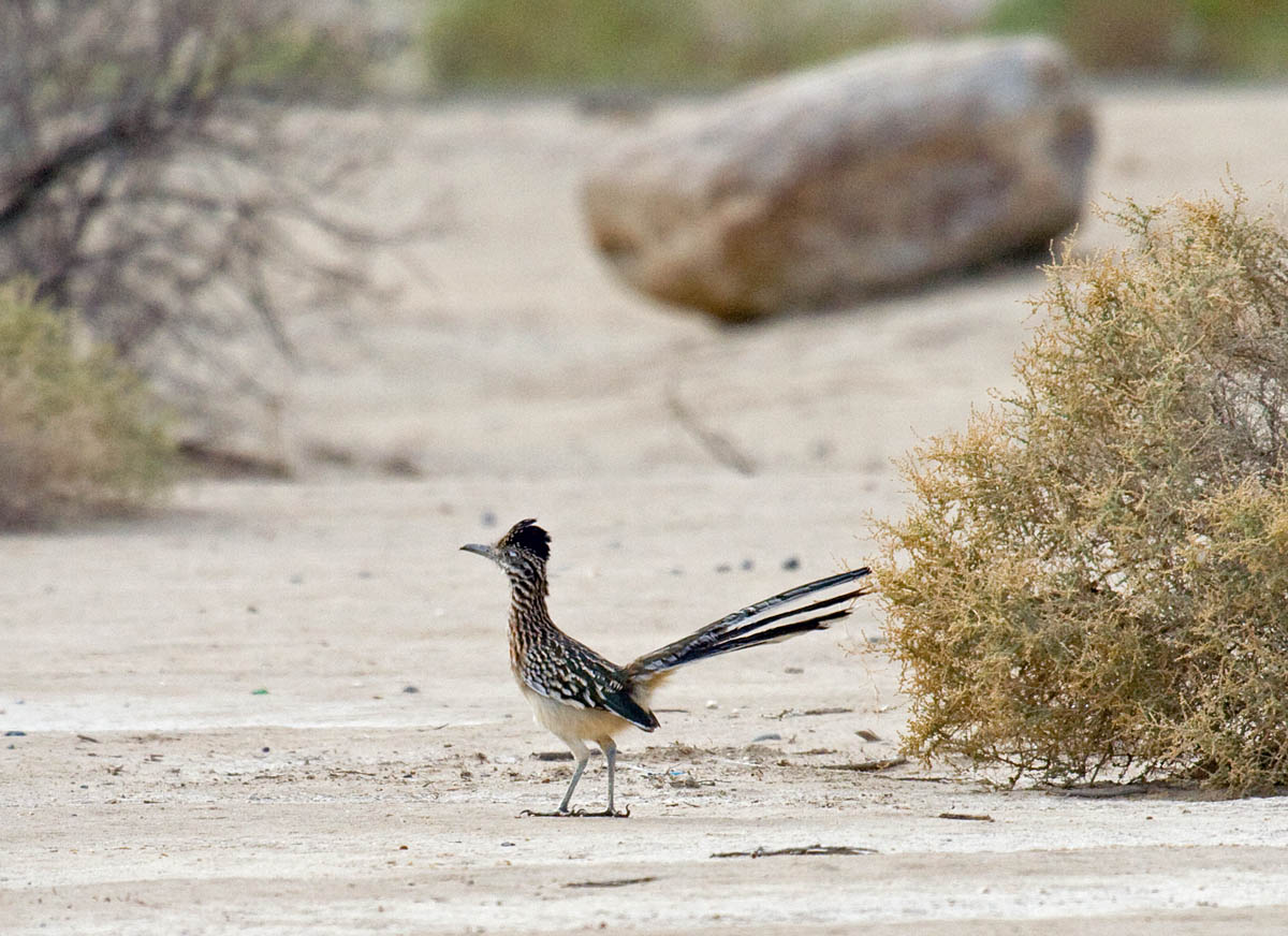 Greater Roadrunner at Borrego Springs Greg in San Diego