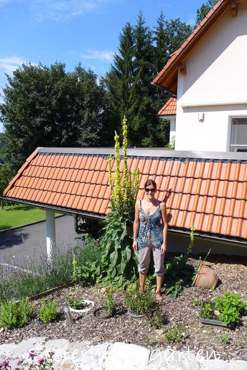 Königskerze Königskerze-Steiermarkgarten