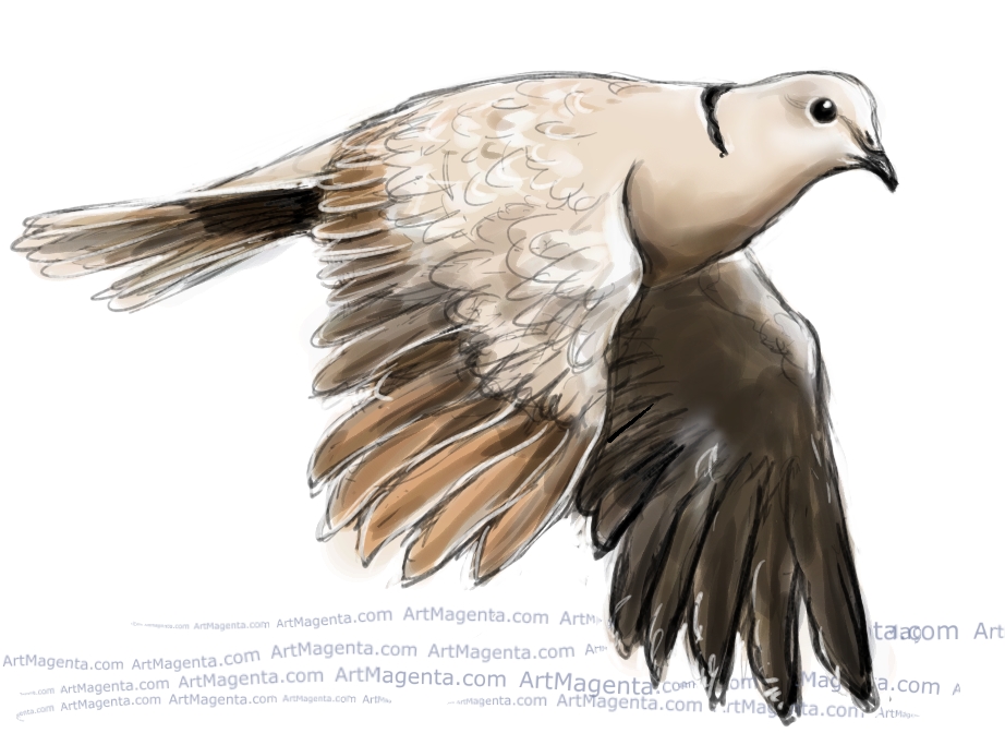 Collared Dove sketch painting. Bird art drawing by illustrator Artmagenta