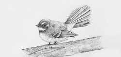 bird draw realistic drawing texture learn ever sketching using tone fine wanted