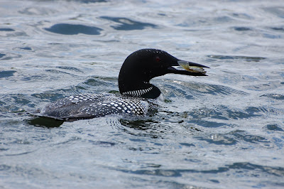 Loon with Fish Photo by Trisha Field