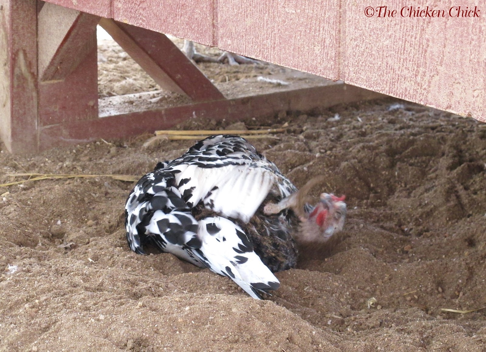 Lucas Guide to Get Chicken coop sand bedding