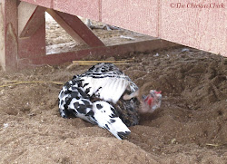 chicken dust coop sand bedding litter bath chick straw winter chickens shavings dry superstar run horse wood cleaning stall using