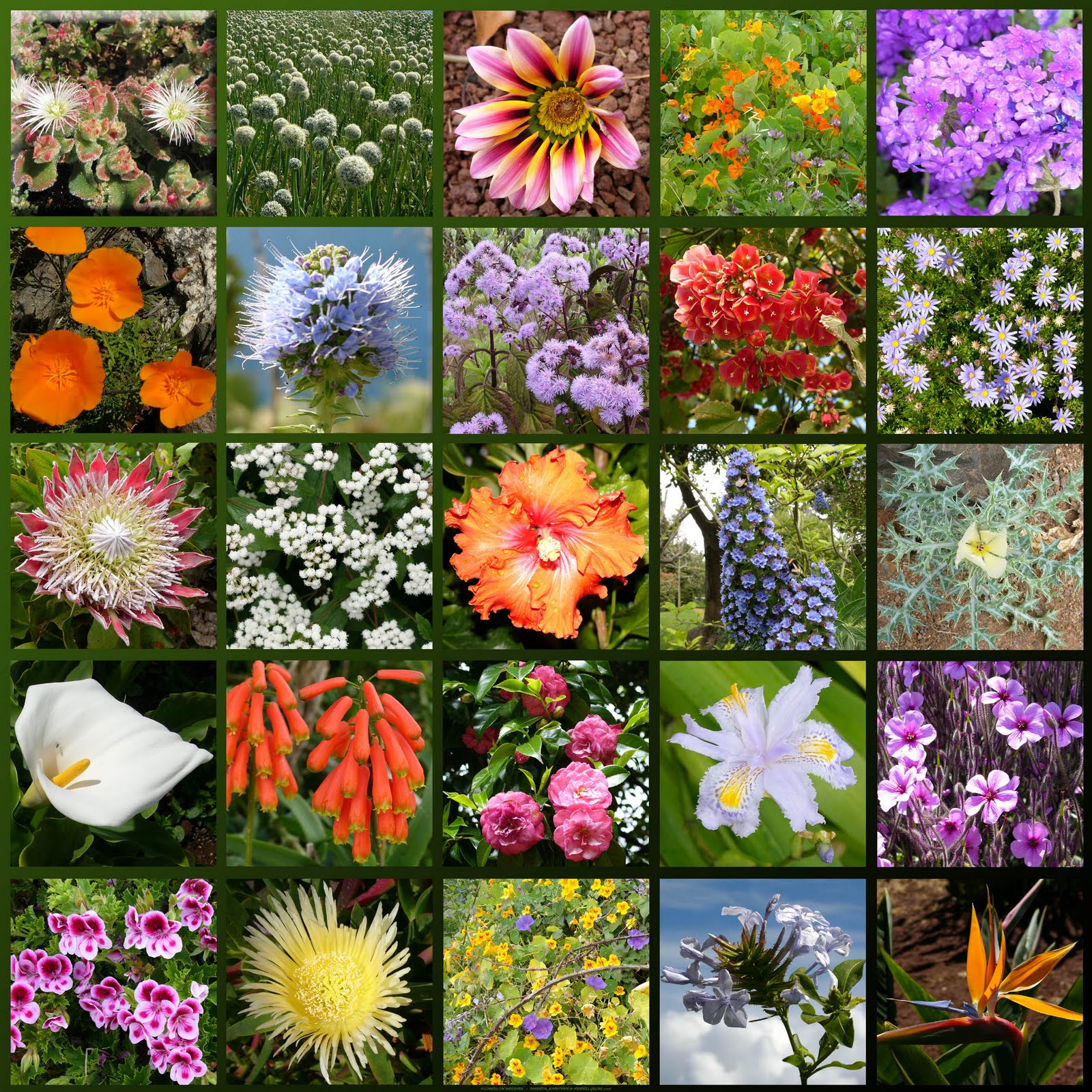 Виды Цветковых Растений Названия И Фото