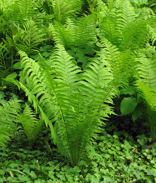 fern ostrich plants permaculture ornamental than just