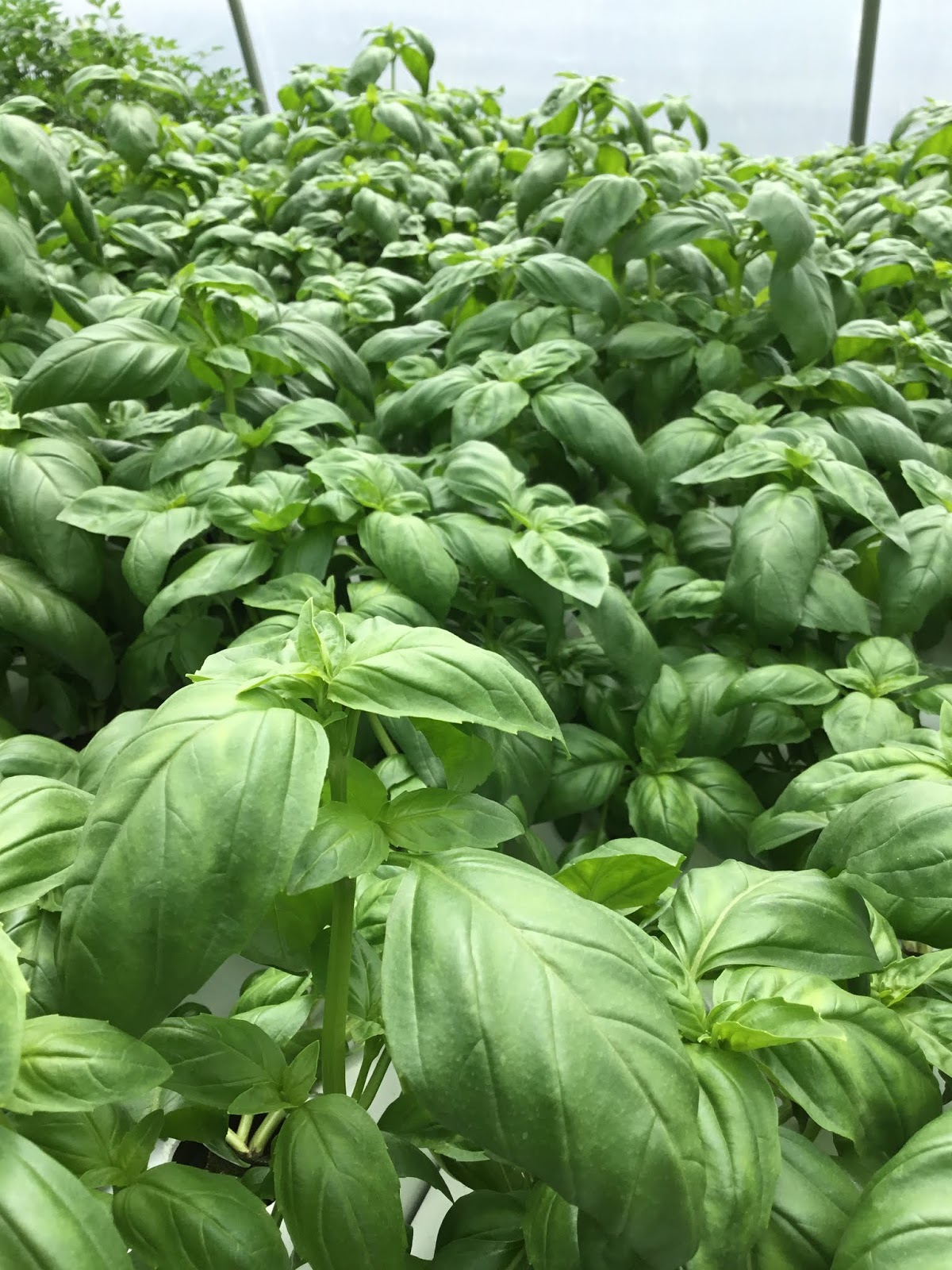 Bringing in the harvest in April