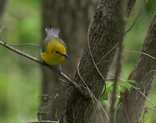 Image of prothonotary warbler