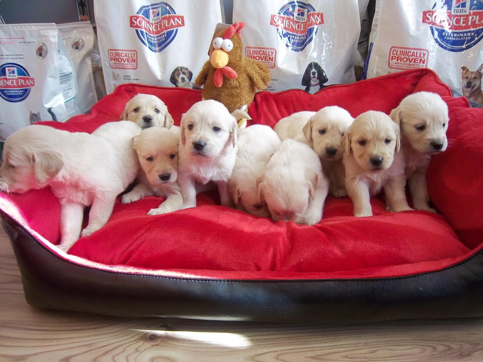 yavru kopek bursa BEBEK YÜZLÜ GOLDEN RETRİEVER YAVRULARI