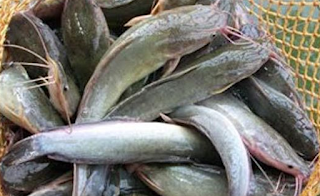 Jenis Penyakit Pada Ikan Lele Dalam Budidaya Ikan Lele kematian ikan  JENIS PENYAKIT PADA Ikan Lele