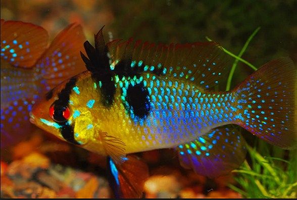German Blue Ram Fish ( Ramirezi ) Cara Merawat dan Budidaya German Blue Ram Fish ( Ramirezi ) Cara Merawat dan Budidaya