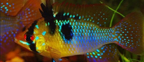 German Blue Ram Fish ( Ramirezi ) Cara Merawat dan Budidaya
