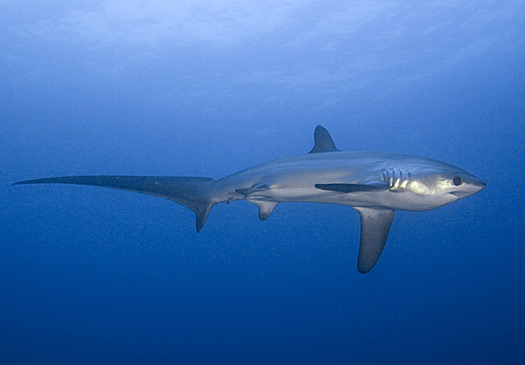 Bigeye Thresher Shark | The Life of Animals