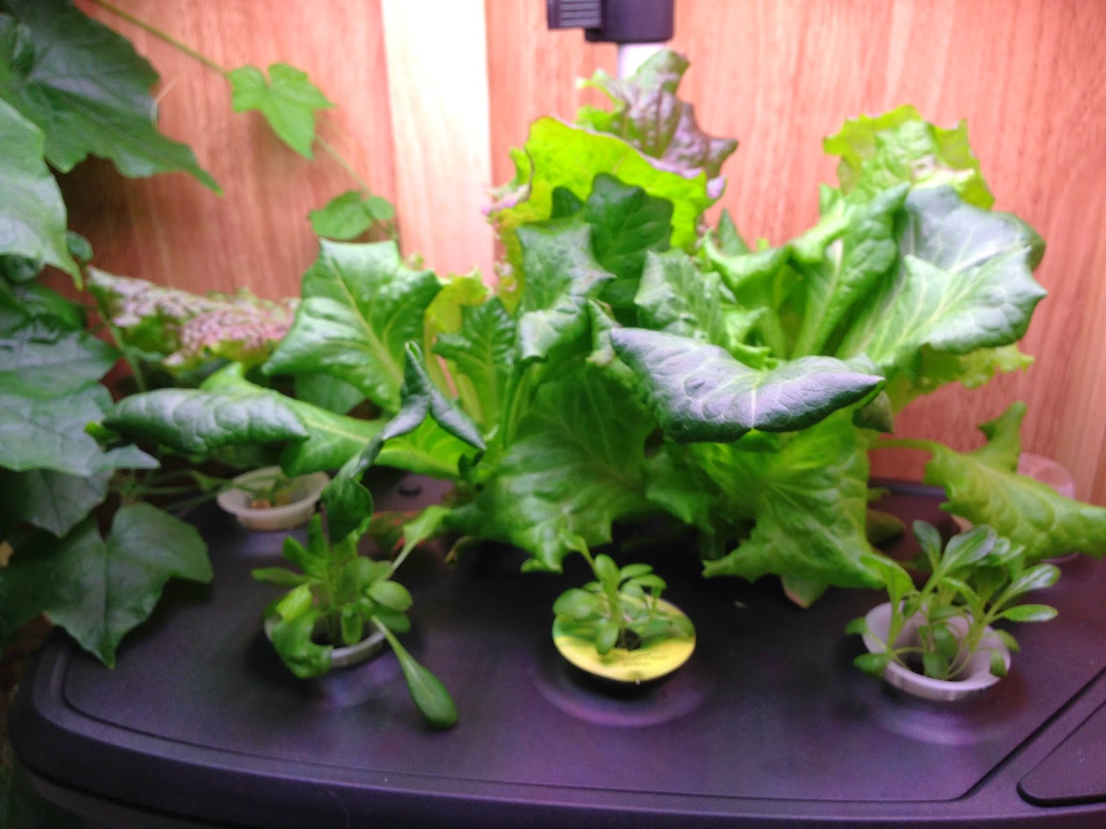 Gardening With Aerogarden March 2014
