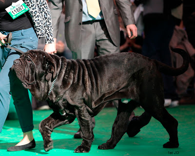 Crufts-511.jpg
