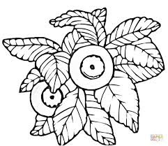Blueberry coloring page 4