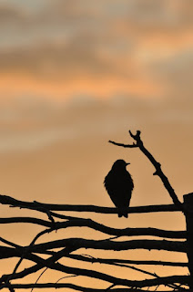 Starling at sunset, Cambridgeshire Starling at sunset, Cambridgeshire